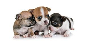 Servicio de veterinaria Sevilla. Planes de Salud para tu perro.